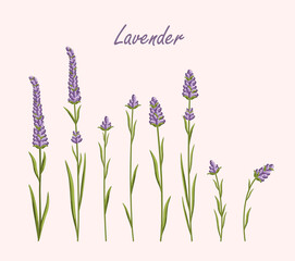 Lavender flowers set. French Provence floral herbs with purple blooms. Botanical vector illustration on isolated background.