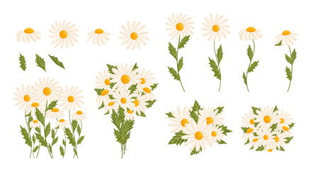 Chamomile flowers set. Floral plants with white petals. Botanical vector illustration on isolated background.