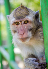 A portrait of monkey holding on a green fence, blur background.