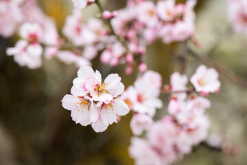 Obraz premium Almendros, almendra, floración, brotes, flor