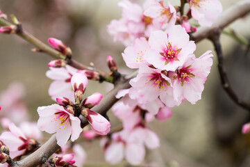 Obraz premium Almendros, almendra, floración, brotes, flor