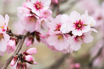 Almendros, almendra, floración, brotes, flor