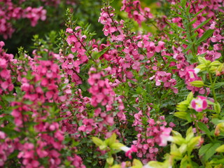 ピンクの花　アンゲロニア