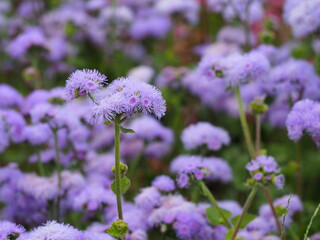 紫の花　アゲラタム