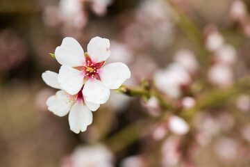 Almendros, almendra, floración, brotes, flor