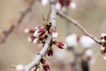 Almendros, almendra, floración, brotes, flor