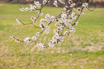 Almendros, almendra, floración, brotes, flor