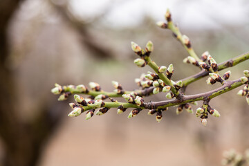 Almendros, almendra, floración, brotes, flor