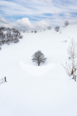A Lonely Tree in The Snow. Giresun Highlands, Black Sea - Turkey