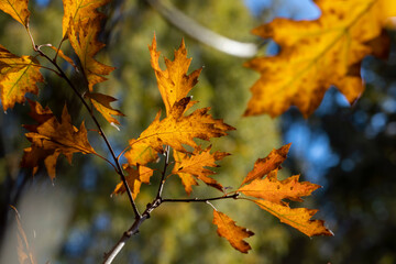 Naklejka na ściany i meble Orange oak foliage close up