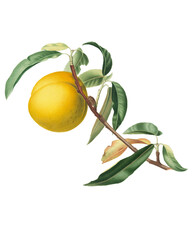 Botanical vintage yellow peach illustrationon by Giorgio Gallesio on a transparent background