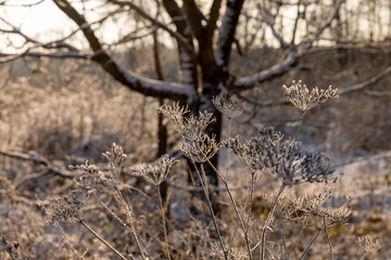 Bare deciduous trees in the forest in winter
