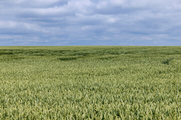 A field with green unripe cereal wheat