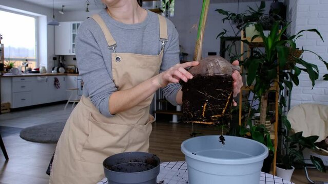 Woman replants a coconut palm nut with a lump of earth and roots in a pot at home in interior. Green house, care and cultivation of tropical plants