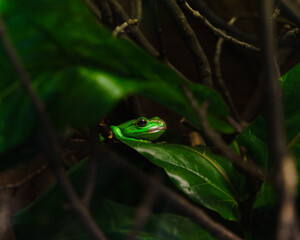The green frog sitting on a leaf is a mesmerizing sight. Its vibrant green skin camouflages it perfectly in the foliage, while its bulging eyes and wide smile make it an endearing creature.