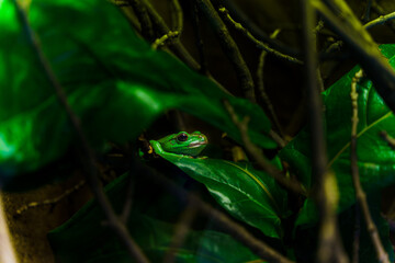 The green frog sitting on a leaf is a mesmerizing sight. Its vibrant green skin camouflages it perfectly in the foliage, while its bulging eyes and wide smile make it an endearing creature.