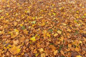 cloudy weather in late autumn with yellowed fallen leaves