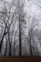 Bare deciduous trees in autumn cold weather