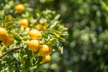 秋の陽を浴びて収穫期を迎える庭のミカン
