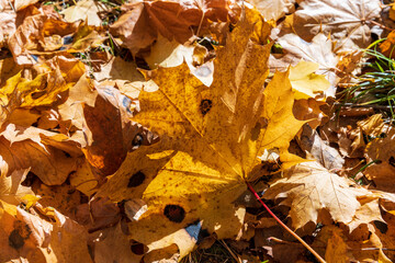 Bright maple foliage illuminated by sunlight