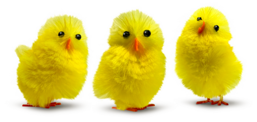 Three cute, funny and flurry yellow Easter decoration chicks isolated, minimum drop shadow