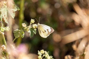 Close-up of a butterfly pollinating a flower on a sunny day.