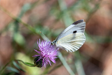 Close-up of a butterfly pollinating a flower on a sunny day.
