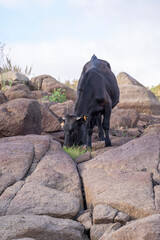 Summer morning in the pasture. A young black colored cow or calf searching for food between large granite stones.