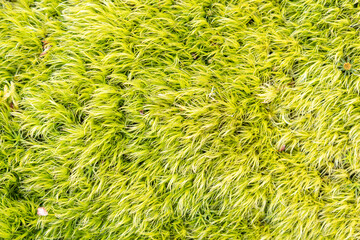 Fresh Green Moss background texture