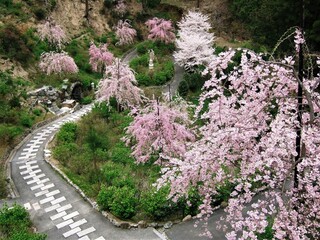 善峯寺境内の満開の桜