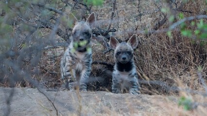 The striped hyena (Hyaena hyaena)