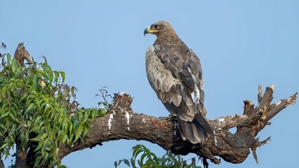 The tawny eagle (Aquila rapax)