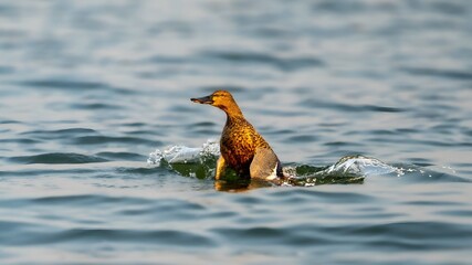 The northern shoveler (Spatula clypeata) female