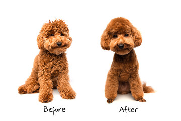 A small beautiful red poodle sits on a white background before and after grooming. Dog isolated on...