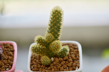 Close-up view of Green prickly cactus growing in a pot