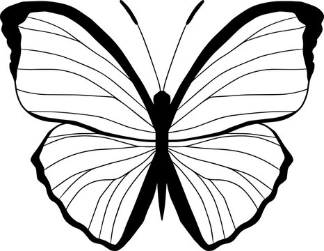 recommend clip art: Silhouette of butterfly, flying insect.