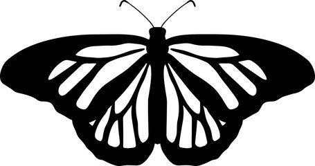 Silhouette of butterfly, flying insect.