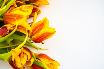 Fototapeta na wymiar fresh spring flowers yellow tulips
