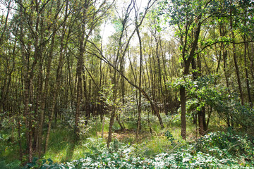 Engbertsdijkvenen, Netherlands