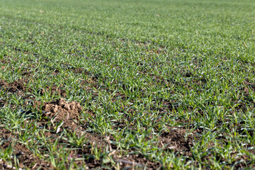 Winter wheat variety covered with dew drops