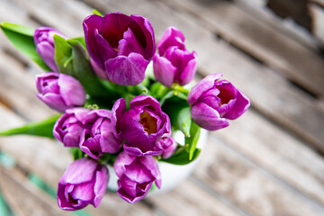 fresh spring flowers purple tulips