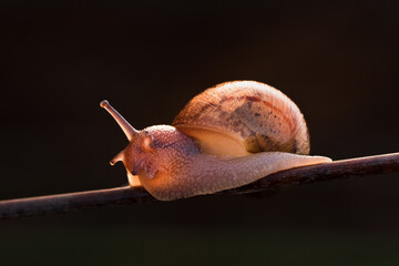 Helix pomatia burgundy snail, air-breathing land snail.