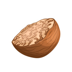 nutmeg food ingredient cartoon vector illustration color sign