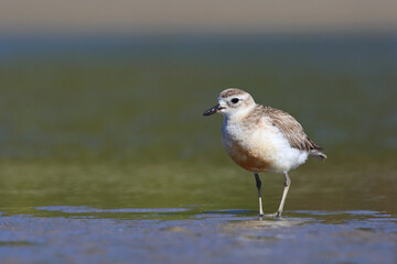 New Zealand dotterel or Northern New Zealand dotterel (Charadrius obscurus aquilonius),  endemic to...