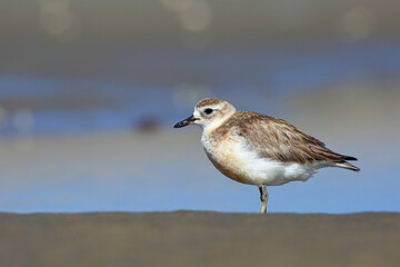 New Zealand dotterel or Northern New Zealand dotterel (Charadrius obscurus aquilonius),  endemic to New Zealand, foraging on the beach with blurred sea and beach background, in the North Island, NZ