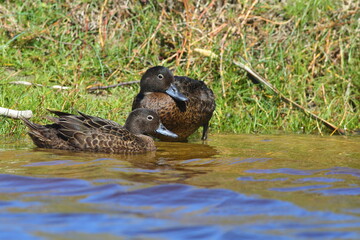 A pair of Brown teal - Anas chlorotis, endemic to New Zealand, swimming in a river, in the North Island, New Zealand