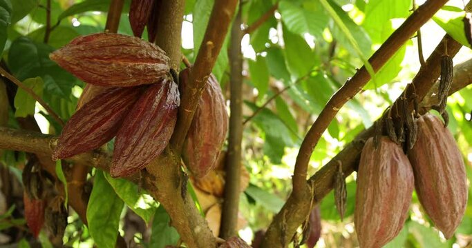 pod cacao species purple in tree plantation.4k video
