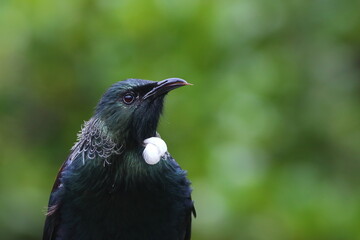 Close-up portrait of Tui - Prosthemadera novaeseelandiae - a famous New Zealand endemic honeyeater, showing the white feathers on breast, in a blurred green background, in North Island, New Zealand