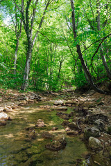 mountain river in the forest under large trees in the shade of travel hiking