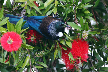 Close-up shot of a Tui - Prosthemadera novaeseelandiae - a famous New Zealand endemic honeyeater...